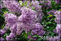 www.floristic.ru - Флористика. БОЛТАЛКА :)