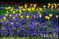 www.floristic.ru - Флористика. БОЛТАЛКА :)