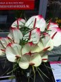   BrigitFleur