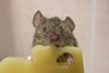 Аватар для мышь