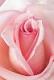 Flor Deco